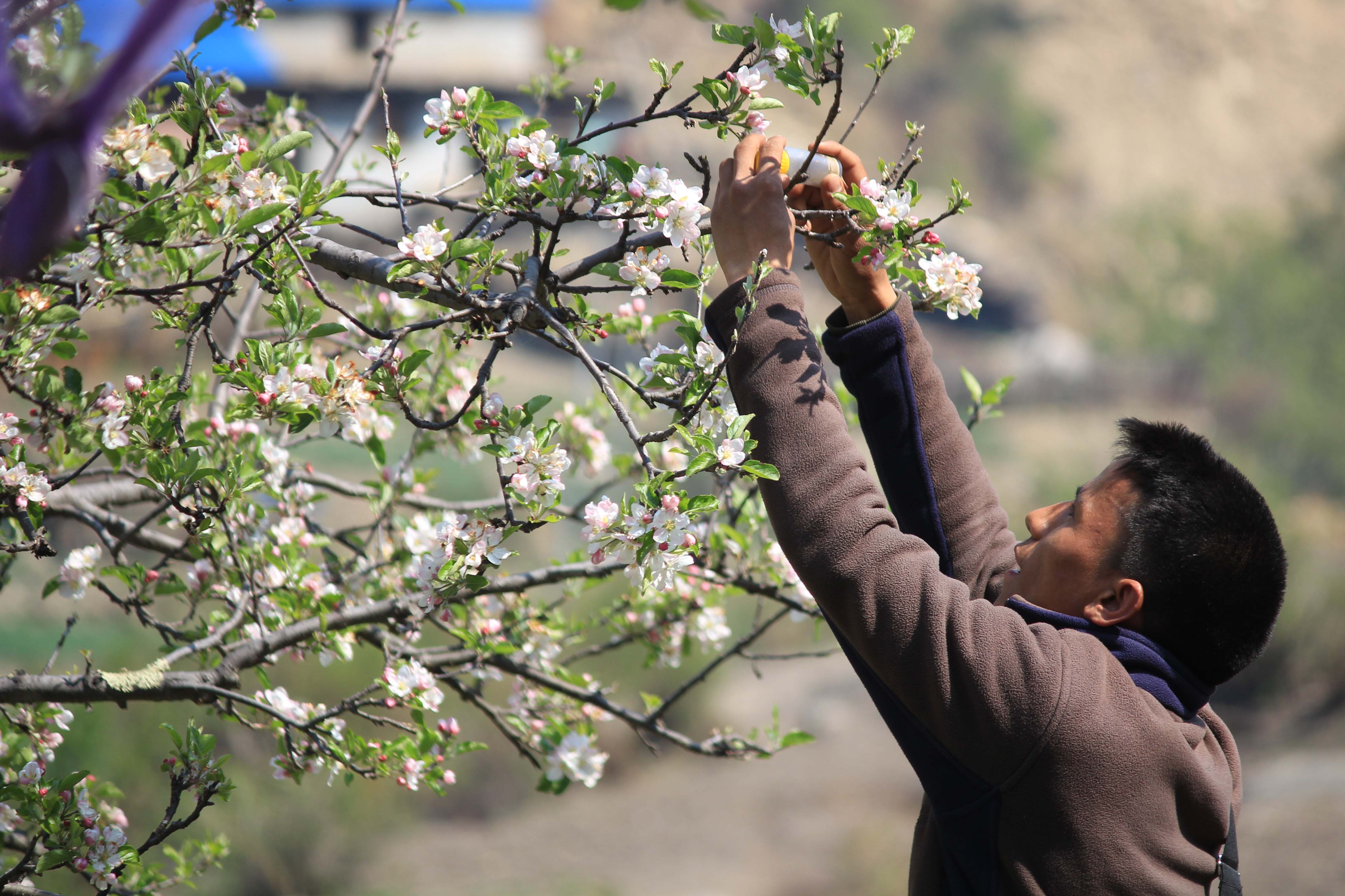 A Nepalese man picking blossom from a tree