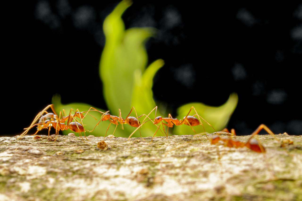 Yellow crazy ant (Anoplolepis gracilipes)