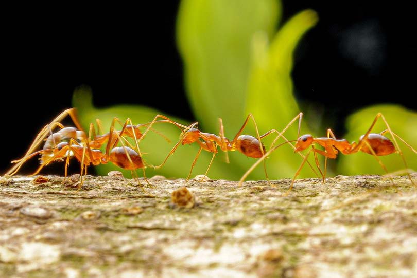 Yellow crazy ant (Anoplolepis gracilipes)