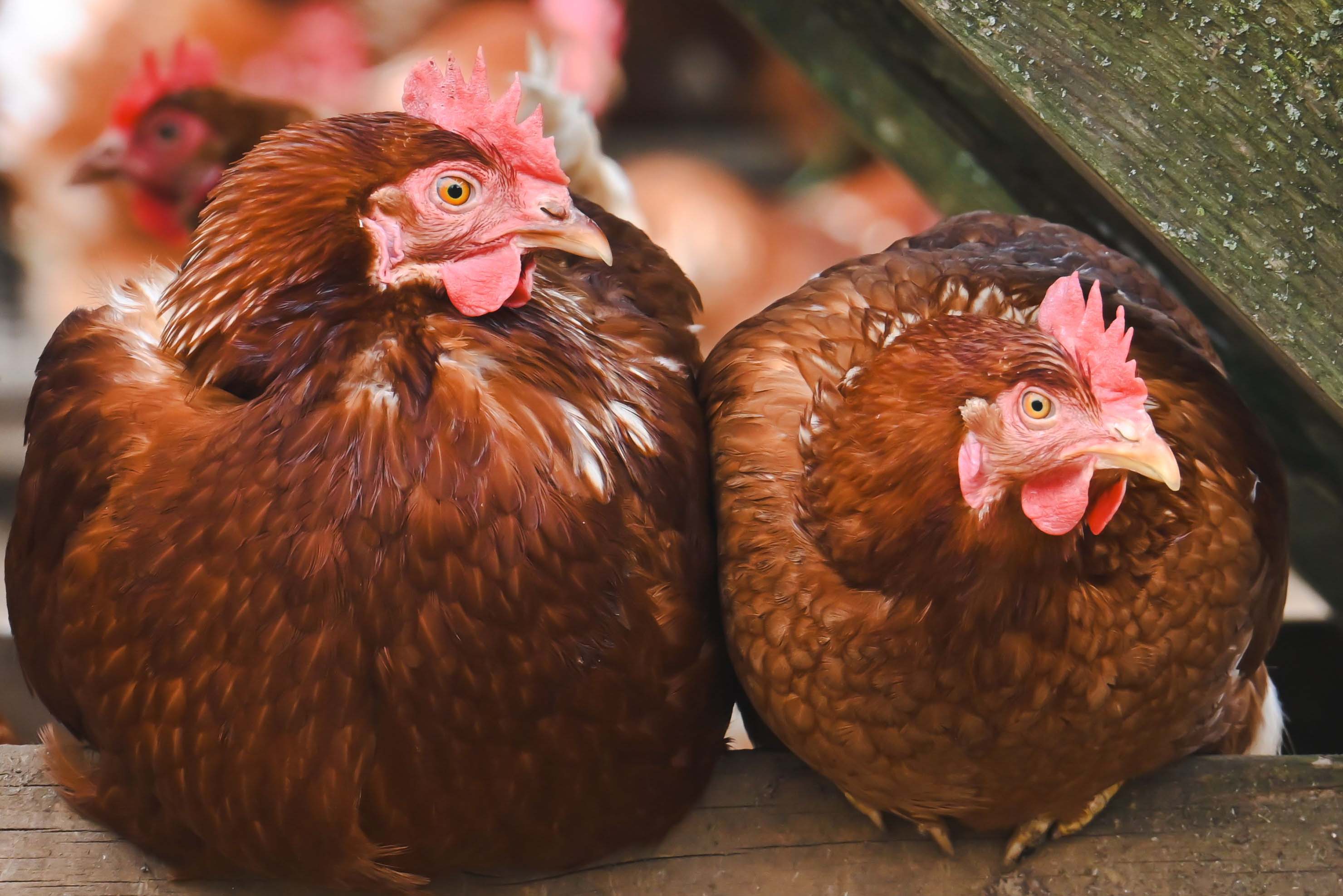 Chicken Immune Cell Discovery Could Improve Poultry Vaccines | Mirage News