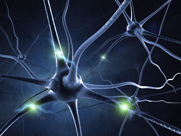Image of neurons