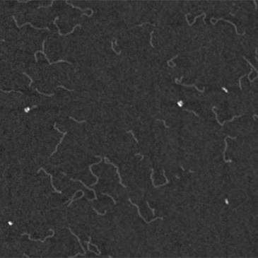 Image of DNA, taken by the High-Speed Atomic Force Microscopy nanoimaging device in Bristol's Interface Analysis Centre