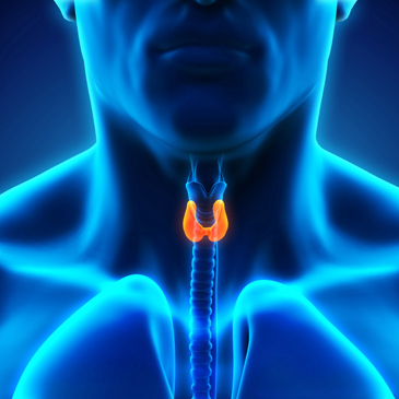Thyroid gland