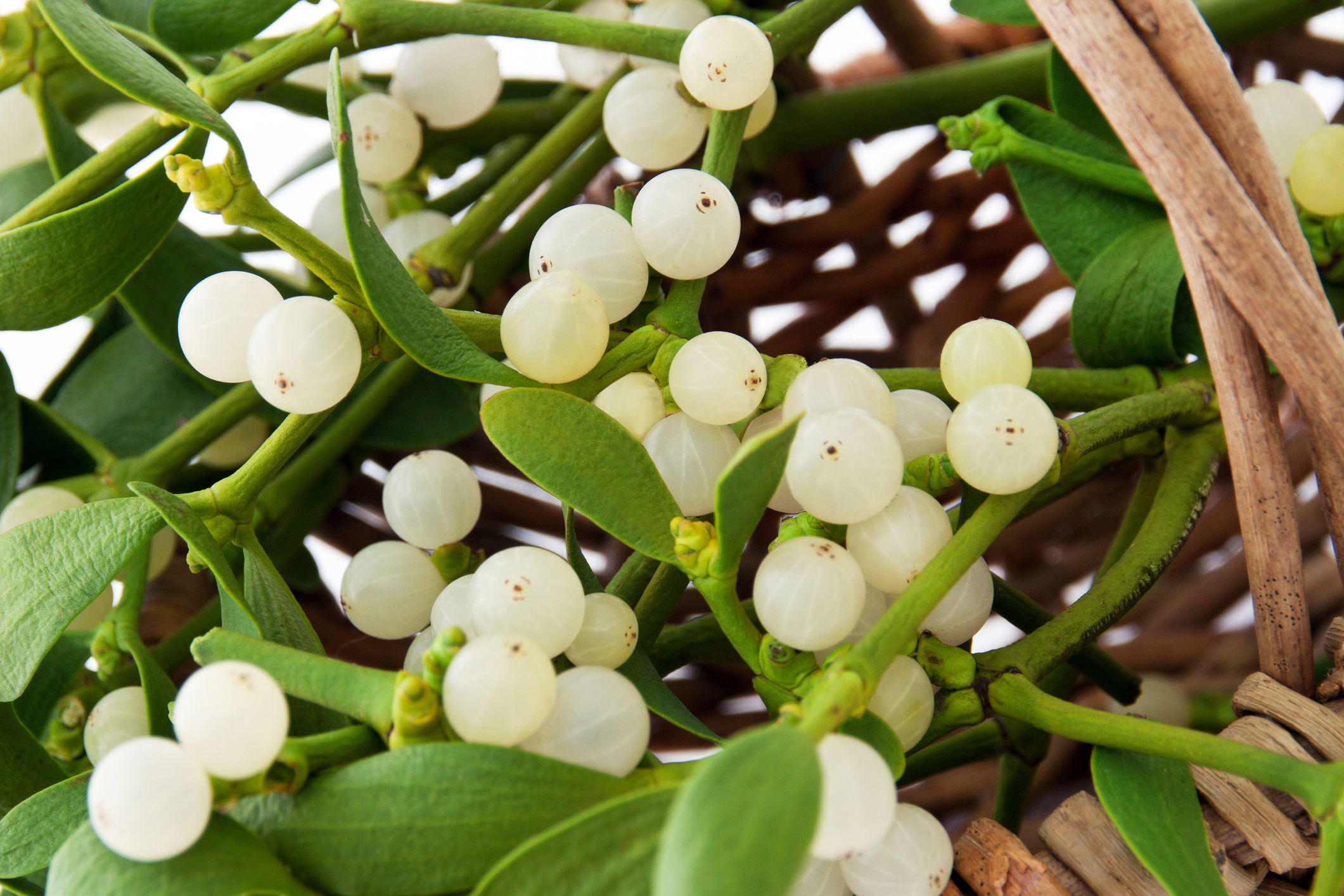 Mistletoe leaves and white berries.