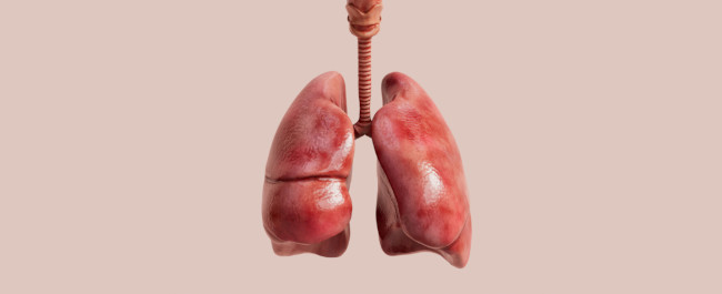 lungs on a pastel pink background