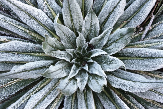 Calming flower from the University of Bristol's botanical gardens