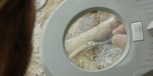 A magnifying glass showing someone examining a small bone.