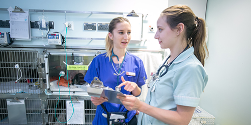 Two veterinary nurses in scrubs with animals in enclosures.