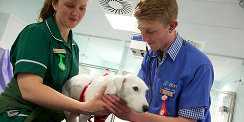 Two people performing an examination on a dog.