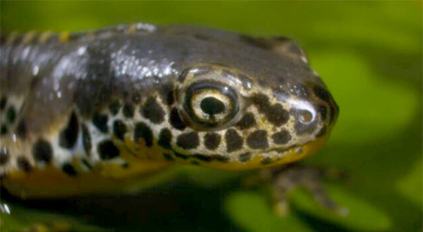 An Alpine newt featured in Humble Bee's virtual production sequence