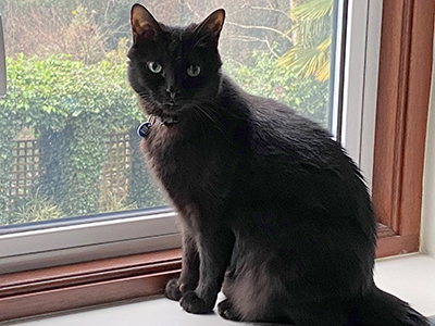 black cat sitting in window