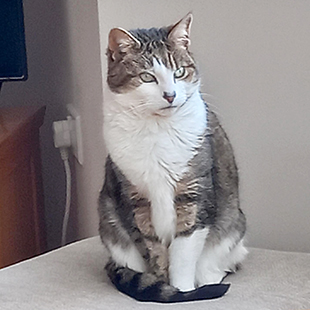 grey and white cat sitting up