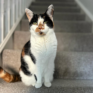 cat sitting on stairs