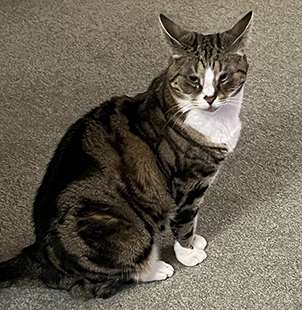 A cat sitting