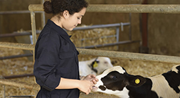 UG vet science