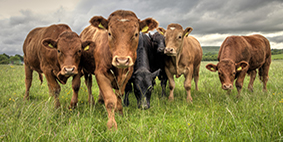 group of beef cattle in field