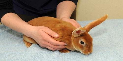 person demonstrating handling of rabbit