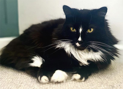 Black and white long haired cat