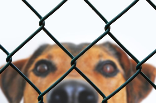 dog face behind a wire fence