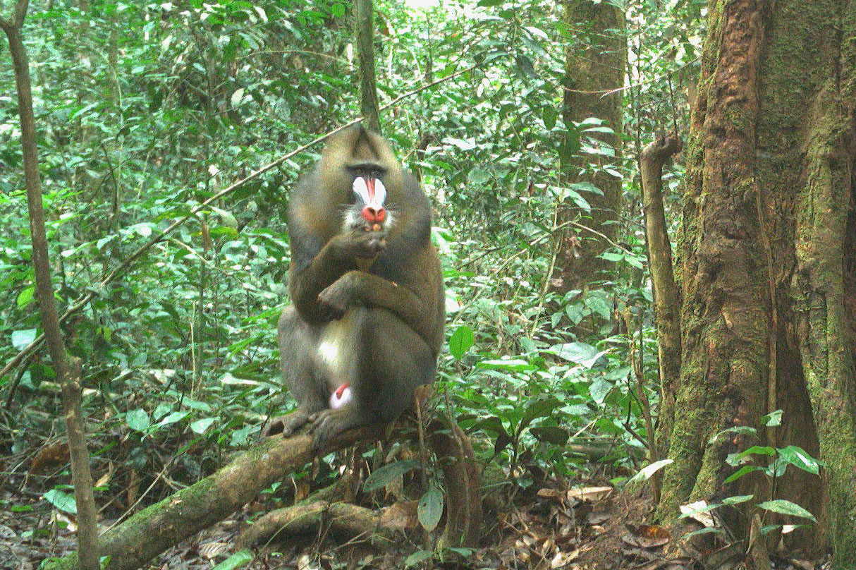 A mandrill eating fruit