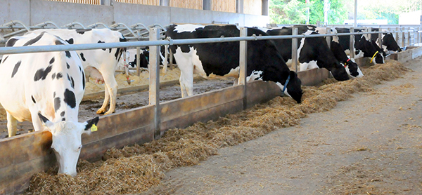 line of dairy cows grazing in shed