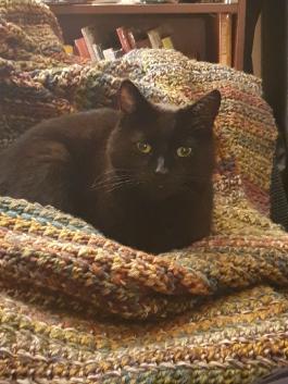 Black cat sat on chair