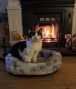 black and white cat in front of a fire
