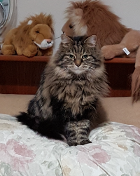 Cat of the month sept 23 Theoden fluffy tabby cat