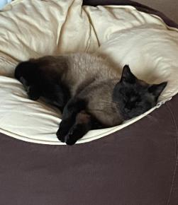 Cat sleeping on a beanbag Tinks Bristol CotM Nov 2023