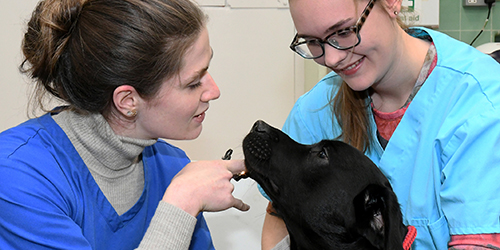 Bristol Veterinary School | Bristol Veterinary School | University of Bristol Bristol Veterinary School | Bristol Veterinary School | University of Bristol