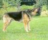 /vetscience/services/behaviour-clinic/dogbehaviouralsigns/images/arousedtaildown.jpg