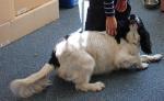 /vetscience/services/behaviour-clinic/dogbehaviouralsigns/images/crouch2.jpg