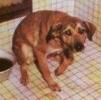 /vetscience/services/behaviour-clinic/dogbehaviouralsigns/images/crouching1.jpg