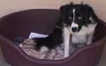 /vetscience/services/behaviour-clinic/dogbehaviouralsigns/images/dogcrouchinned.jpg