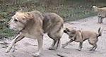 /vetscience/services/behaviour-clinic/dogbehaviouralsigns/images/dogdogearsbackfollow.jpg