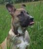 /vetscience/services/behaviour-clinic/dogbehaviouralsigns/images/liplick.jpg