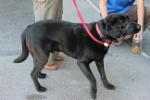 /vetscience/services/behaviour-clinic/dogbehaviouralsigns/images/pawlift.jpg