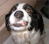 /vetscience/services/behaviour-clinic/dogbehaviouralsigns/images/twistedmuzzle.png