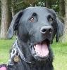 dog yawning