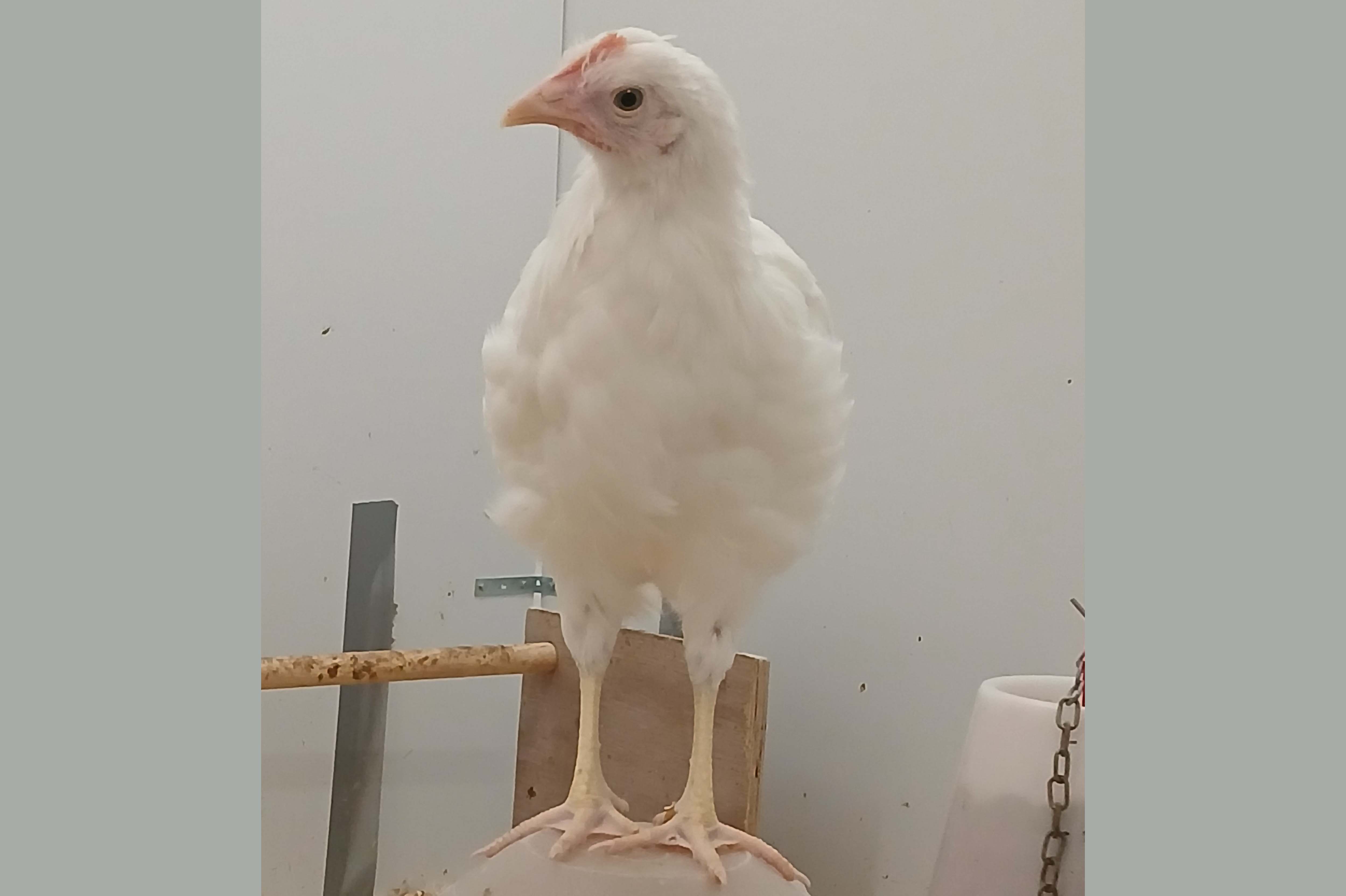 A laying hen chick sitting on a person's hand
