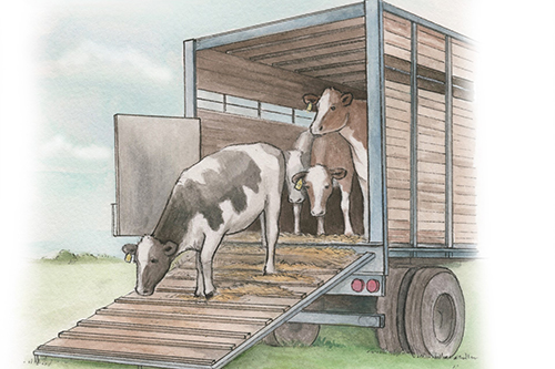 Illustration of animal transportation