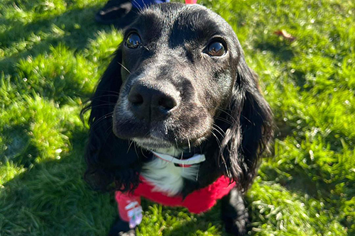 close up of Ariel the dog
