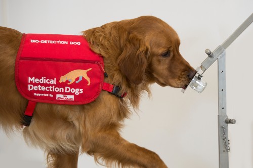 Bumper, a Golden Retriever Medical Detection dog