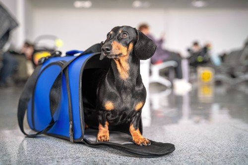 small dog in pet travel carrier