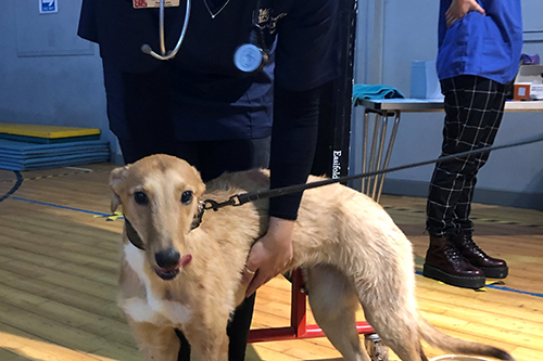 A dog from last year's vaccine event