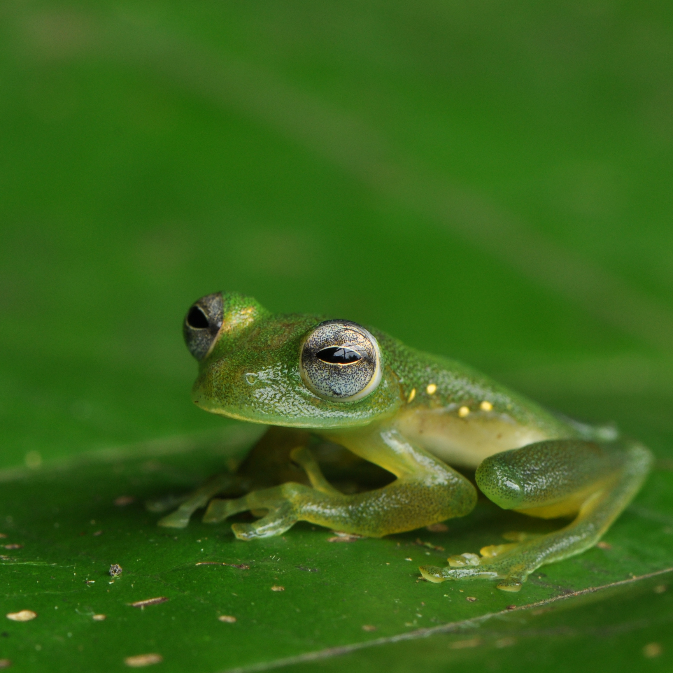 Glass frog, BVI Seminar, 06.11.20