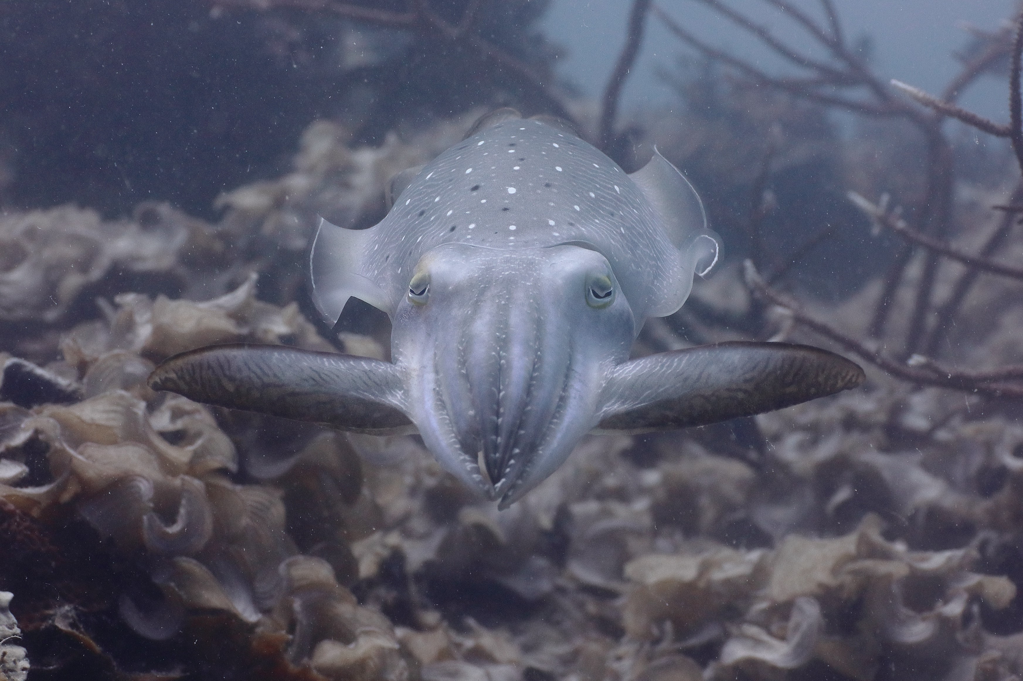 A cuttlefish