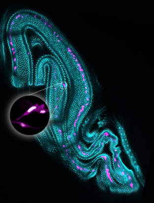 Fluorescent image of Drosophila fly wing