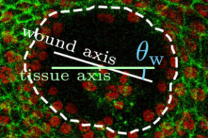 Fluorescent microscope image of a wound closing with labels showing directions