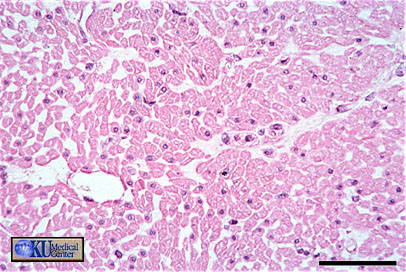 Smooth muscle in transverse section.   Bar  is 250 microns